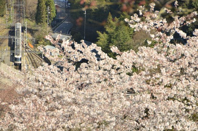 奈良・吉野山の千本桜を見に訪れてみました。