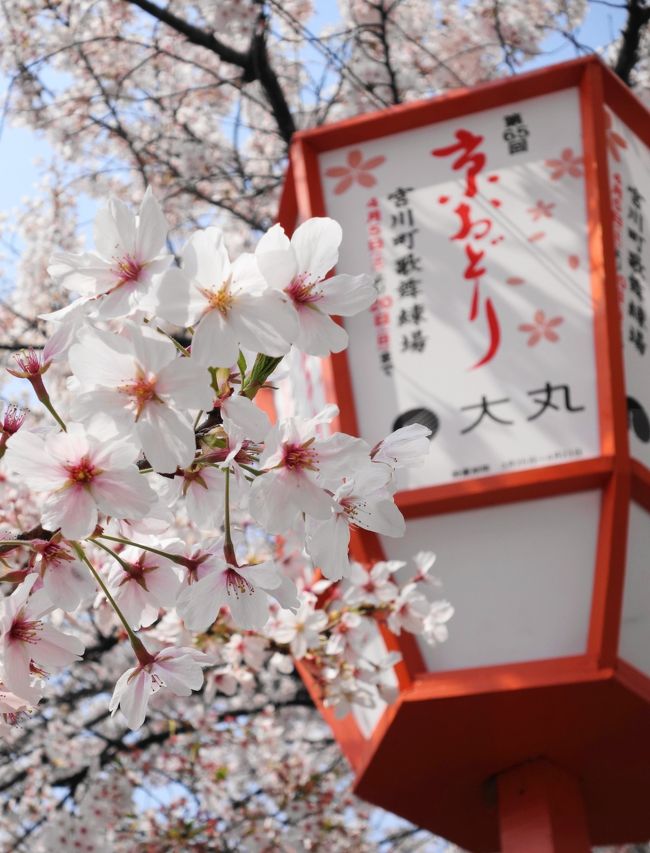 2014年4月、桜花爛漫・春の京都で花街巡り。<br />祇園甲部「都をどり」、宮川町「京おどり」を鑑賞してきました。<br /><br />都をどりは毎年観に行っているのですが、京おどりは今回が初めて。<br />花街によって異なる舞いや構成が新鮮でとても面白かったです。<br />（都をどりについては昨年の旅行記に詳しく書いています）<br />◆京都・祇園に春を告げる「都をどり」～桜散れども春爛漫な祇園甲部～◆<br />http://4travel.jp/travelogue/10768810<br /><br />艶を競い合うような可憐な桜と優美な芸舞妓たち。<br />咲き誇る両者の姿に、京都の春を堪能した2日間でした。<br />－－－－－－－－－－－－－－－－－－－<br />◇散策リスト◇<br />・木屋町高瀬川沿い<br />・五条川端<br />・宮川町<br />・京おどり<br />・辨慶<br />－－－－－－－－－－－－－－－－－－－