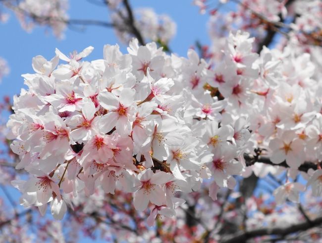 2014年4月、桜花爛漫・春の京都で花街巡り。<br />祇園甲部「都をどり」、宮川町「京おどり」を鑑賞してきました。<br /><br />都をどりは毎年観に行っているのですが、京おどりは今回が初めて。<br />花街によって異なる舞いや構成が新鮮でとても面白かったです。<br />（都をどりについては昨年の旅行記に詳しく書いています）<br />◆京都・祇園に春を告げる「都をどり」～桜散れども春爛漫な祇園甲部～◆<br />http://4travel.jp/travelogue/10768810<br /><br />艶を競い合うような可憐な桜と優美な芸舞妓たち。<br />咲き誇る両者の姿に、京都の春を堪能した2日間でした。<br />－－－－－－－－－－－－－－－－－－－<br />◇散策リスト◇<br />・八坂神社<br />・円山公園<br />・祇園 白川新橋<br />－－－－－－－－－－－－－－－－－－－