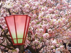 造幣局 桜の通り抜け 2014