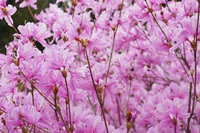 京都の阪急嵐山駅＆嵐山の花見に行ってきました☆<br /><br />嵐山には何度も行っていたのに、天龍寺に入るのは<br />初めてだったので、庭園が思っていたよりも広く綺麗で<br />よかったです(*´▽｀*)<br /><br />桜も綺麗でしたが、ツツジも満開で綺麗でした☆<br />