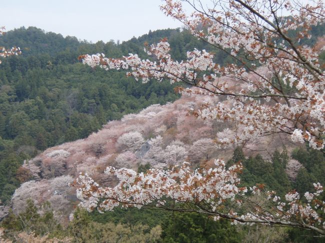 1泊2日のバス旅行で母と奈良県を訪れました。<br />長谷寺では花吹雪、吉野山では満開の桜のもとハイキング、<br />又兵衛桜は優雅な枝垂れ桜と桃の花の競演…<br />三様の桜を楽しむことができました。<br /><br />日程：<br />4月10日（木）：東京ー長谷寺ー奈良公園ー奈良ロイヤルホテル（泊）<br />4月11日（金）：－吉野山（4時間自由散策）－又兵衛桜ー東京<br /><br />なかなか行けない奈良は歴史ロマンにあふれ、<br />特別な空気が流れている気がしました。<br />桜メインの旅でしたが、また違う季節にも再訪したいです。<br />
