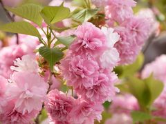 桜もいっぱい、人もいっぱい(^_^)v大阪造幣局・桜の通り抜け(*^_^*)
