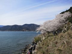 子どもと一緒に歩く、春爛漫の海津大崎の桜並木