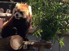 レッサーパンダ研究の旅〈7〉野毛山動物園