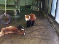 レッサーパンダ研究の旅〈8〉夢見ヶ崎動物公園