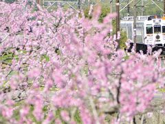 たま電車の「たま駅長」を追いかけて桜と桃の花が咲く和歌山電鐵貴志川線に訪れてみた