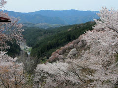 2014年　奈良吉野の千本桜