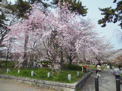 さくらと椿　春の京都