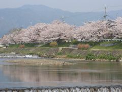 京の桜めぐりーーー上賀茂・半木の道・植物園・平安神宮