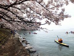 湖と山の接するところ　海津大崎にサクラ咲く