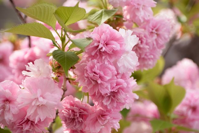 今年も大阪造幣局・桜の通り抜けが始まりました。数多くの桜の品種のうちから一種を「今年の花」として紹介していて今年の桜「松前琴糸桜」は、北海道松前町の浅利政俊氏が昭和３４年北海道松前町で毬山家の庭にあった無名の八重桜の種子から作り出した桜で、花弁数は４０〜４５枚で、開花後は紅色から淡紅色となるそうです。<br />全長560mの通路を１年のうち１週間だけ開放して数多くの桜が楽しめます。遅咲きの八重桜が中心で１３１品種、３５０本の桜があるそうです。