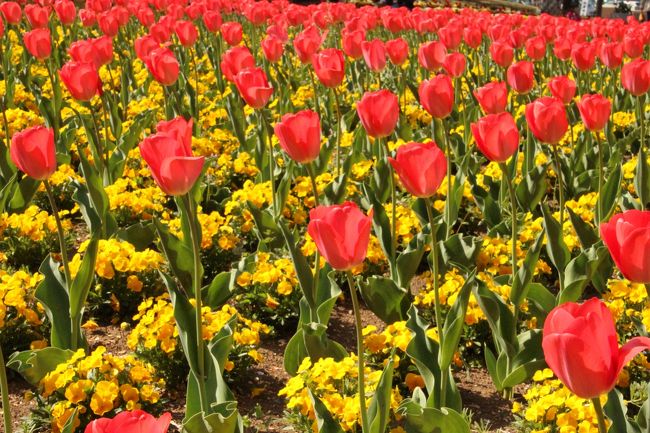 桜の花もすっかり散ってしまって、街の中から少し色が消えていた。体調を崩して4日ほど寝込んでいた間に、季節はあっという間に進んで行ってしまう。<br />週半ばにどこかにチューリップの花を見に行ってみようと思っていたのだけど…<br />土曜日、やっと起き上がることができたので、体慣らしのつもりで大宮花の丘公苑へ行ってみることに。<br />チューリップはまだきれいに咲いているのか確認もしなかったけど、車で30分ほどなのでお散歩がてら。<br /><br />ついてみると、ピークは過ぎているけど、まだまだ見られる〜！桜の木もたくさんあり、もう少し早く来ることができていたら、桜と、チューリップのコラボも見られたはず…残念<br /><br />風が強かったけど、あたたかい春の午後、カラフルな花たちを楽しむことができた