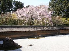 京の桜めぐりーーー龍安寺・退蔵院・仁和寺