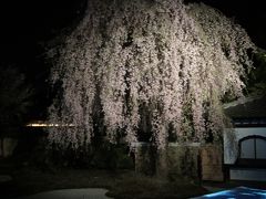 2014 桜旅 京都・奈良 3日目 石塀小路 三条寺町 圓徳院 高台寺