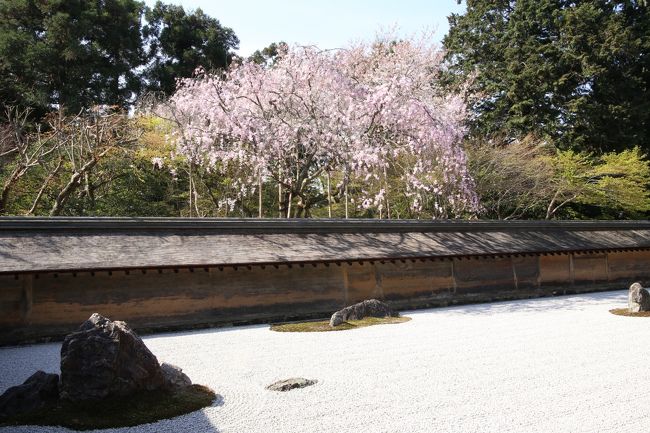 今年こそ龍安寺石庭の桜を見たくて、ソメイヨシノの満開を過ぎてからの京都訪問。<br />２日目は嵐電で龍安寺・退蔵院へ