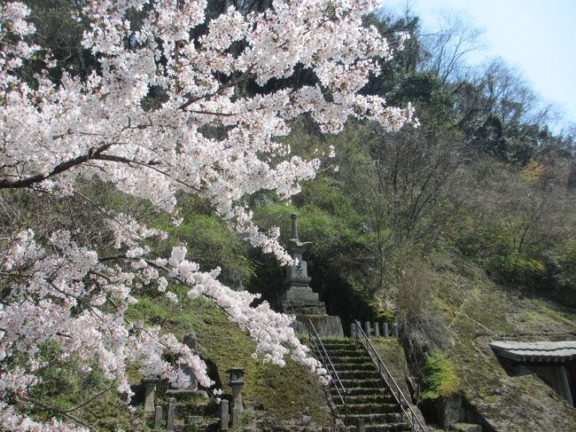 鳥取・島根の旅３日目は、まず朝一番で松江市内から約80kmの石見銀山へ。<br /><br />ガイドブック等では、交通規制により、車は「石見銀山世界遺産センター」の駐車場に止めて、そこから乗り合いバスで行くように案内されていましたが、平日で空いているからなのか、「石見銀山公園」の駐車場まで入ることができました。（世界遺産センターの方に教えていただきました。）<br /><br />石見銀山公園からは、満開の桜の中、電動自転車を借りて見て回りました。<br /><br /><br /><br /><br /><br />1日目：羽田空港〜鳥取空港〜鳥取市内泊<br />2日目：鳥取砂丘〜足立美術館〜松江市内泊<br />3日目：石見銀山〜出雲大社〜日御碕〜松江市内泊<br />4日目：松江城周辺〜堀川巡り〜境港市〜米子空港〜羽田空港