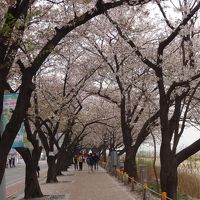 初一人旅　春のソウルをゆく～♪