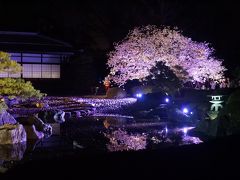 春爛漫の京都で桜三昧♪一日目