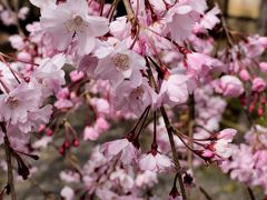 2014年京都のんびり～桜三昧の旅（雨宝院、上品蓮台寺～円山公園、白川夜桜）