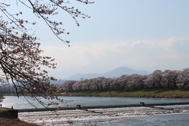 2014年のサクラの時期も首都圏では終わりとなり、仙台へ少し足を延ばして行ってきました。<br />満開までは少し早いかもしれませんが、晴天に恵まれ桜は堪能できました（笑）<br />もちろん仙台グルメもです！