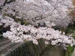 桜の京都