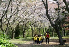 2014春、韓国旅行記27(22/25)：4月9日(3)：済州島、漢拏(ハルラ)樹木園、桜、花蘇芳、山吹