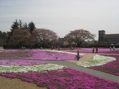 芝桜Ｎｏ３