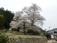 2014年春　青空フリーパスの旅【散りゆく桜を追いかけて苗代桜に行ってみた編】