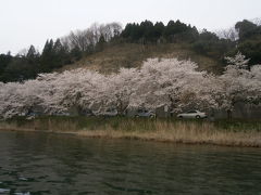琵琶湖の湖北、海津大崎の桜