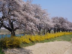 お花見