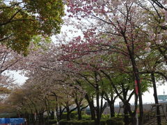 隅田公園（台東区側）遅咲きの桜いい感じ