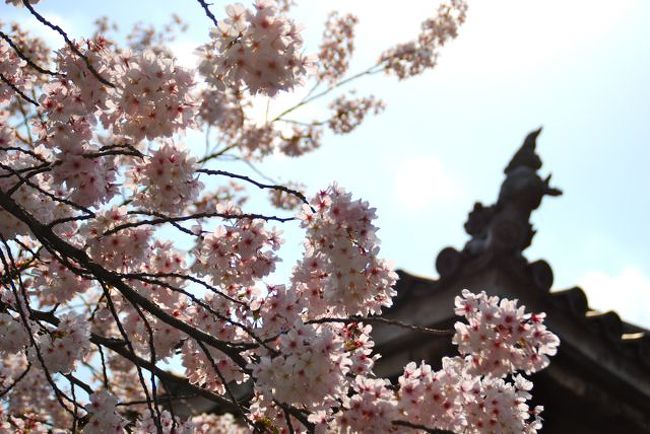 ひとりお花見部 2014②　花まつりは京都でお花見　ー本法寺～妙蓮寺～上品蓮台寺～立本寺篇