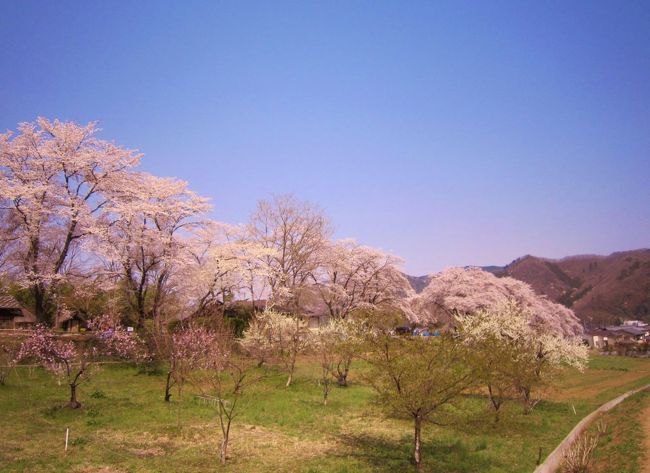 東京の桜はもう散ってきてしまったけれどまだまだお花見がしたい、近場で満開の桜を見られる場所はないかと探していたら…、ありました！<br />「日本さくら名所100選」に選ばれた桜の名所、埼玉県の長瀞です。<br />貴重な満開の時期を逃してはいけないと思い、日帰りで見に行ってきました。<br />名所となっている長瀞駅から荒川に沿って高砂橋までの道「北桜通り」の約4キロにもわたる桜のトンネルは、ちょうど満開になっていて見事でした。<br />2月に降った大雪で折れてしまった枝もあったようでしたが、無事に開花して本当によかったです。<br />国指定重要文化財 旧新井家住宅の裏側にある花の里と野土山の桜も綺麗でした。ここは人も少なくてのんびりできました。<br />立ち寄ったカフェのプリンも美味しくて大満足♪<br />気温が20度近くまで上がり、ぽかぽか気持ちの良いお花見ができました。