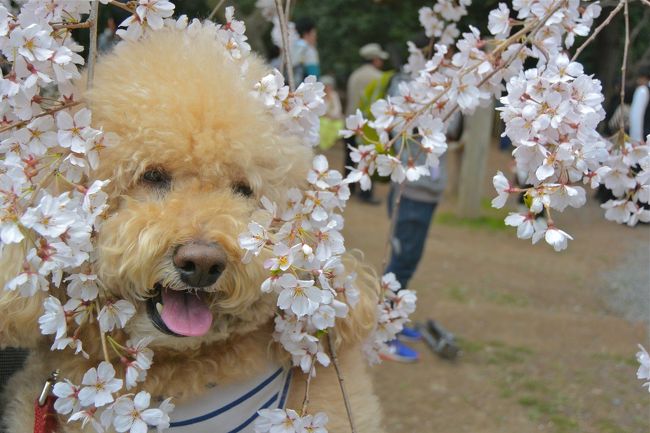 愛犬・小吉さん（愛称、本名はショコラ、通称はしょーちゃん）が、3月29日と4月11日にそれぞれ1泊2日で京都の桜処の平安神宮、妙心寺、京都御所、車折神社、嵐山、妙満寺、南禅寺／インクライン、祇園白川、円山公園を巡りました。妙心寺と平安神宮では青空の下とライトアップの両方を楽しむことができ、とっても楽しい春の家族旅行になりました。<br /><br />＜旅程（京都の天候、気温、風）、歩行数＞<br />3月28日（金）（晴、最高／最低：23/6度、南南西4m/s）、19,000歩<br />・自宅（7:00発）→嵯峨の車折神社着（11:00着）<br />・車折神社の桜鑑賞<br />・昼食（グランビア京都ホテル15Fのサザンコートでランチ）<br />・円山公園で桜鑑賞<br />・長楽館で軽いお食事とデザート<br />・祇園を散策、祇園白川の桜鑑賞<br /><br />3月29日（土）（晴、最高／最低：22/10度、南西4m/s）、20.800歩<br />・南禅寺、琵琶湖疎水を散策ホテル<br />・京都御苑で桜鑑賞<br />・祇園、三年坂、二年坂散策<br />・南禅寺の順正で湯葉料理の夕食<br />・南禅寺（20:50発）→自宅（22:50着）<br /><br />4月11日（金）（薄曇り、最高／最低：19/5度、北3m/s）、27,800歩<br />・自宅（8:30発）→嵐山（11:45着）<br />・渡月橋、二尊院<br />・妙心寺・退蔵院<br />・妙心寺・退蔵院の懐石料理とライトアップ<br /><br />4月12日（土）（晴、最高／最低：21/5度、西北西2m/s）、22,000歩<br />・平安神宮で桜鑑賞<br />・洛北岩倉の妙満寺<br />・京都府立植物園近くの半木の道で桜並木を散策<br />・長楽館で軽いお食事<br />・祇園・祇園白川散策<br />・平安神宮ライトアップ<br />・祇園四条のレストラン菊水で夕食<br />・祇園（23:00発）→自宅（1:00着）<br /><br />表紙の写真は娘の大吉さんが京都御苑で撮影したものです