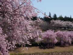 来てよかった！枝垂れ桜満開の常陸風土記の丘で母とお花見 