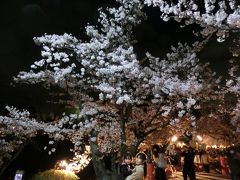 2014年春爛漫　亀城公園の桜祭り♪