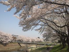 桜には小川がにあう。