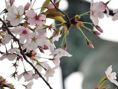 ２０１４年大阪の桜