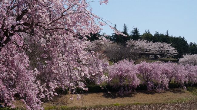 来てよかった 枝垂れ桜満開の常陸風土記の丘で母とお花見 石岡 霞ヶ浦 茨城県 の旅行記 ブログ By まりも母さん フォートラベル