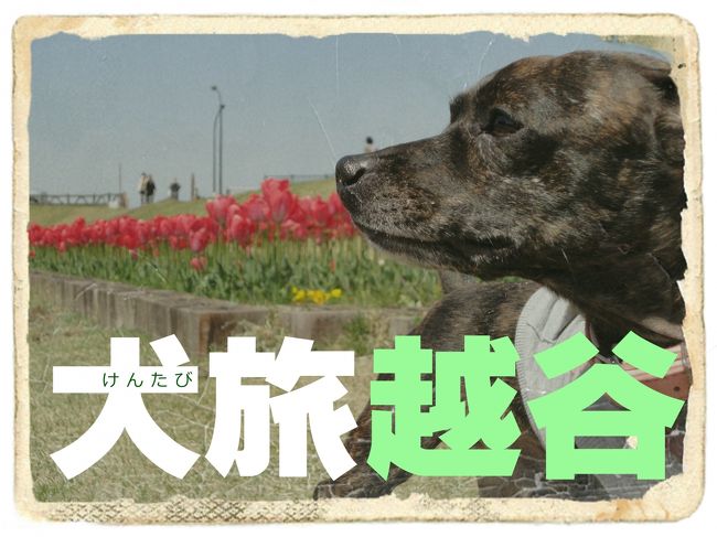 愛犬Ｋｅｎと旅する企画『 犬旅 』<br /><br />第９回は、越谷。<br />４月、犬のお散歩日和の到来！<br />桜も終わって、次に咲くのは・・・チューリップ。