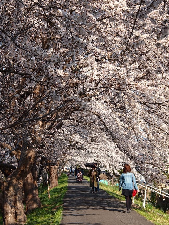 昨年は、タイミング的なことから１人で見に行った一目千本桜。<br /><br />あまりにも美しくて感動したので、ぜひ連れ合いにも見せてあげたい！と思ってから早１年。<br /><br />今年は、満開時期が週末に重なり、お天気にも恵まれお花見日和。連れ合いとともに、白石川沿いに８ｋｍ桜並木が続く一目千本桜を訪れた。<br /><br />ＪＲ船岡駅を拠点にすると、右（白石川下流側）に行くか、左（上流側、大河原方面）に行くか、とっても迷ってしまう。<br /><br />昨年は、左側方向・大河原までの３．５ｋｍをひとりで歩いたので、今年は、ぜひ右側・柴田町の「さくら回廊」と呼ばれる約３．５ｋｍの土手沿いを歩いてみたいと思っていた。<br /><br />その上で、桜をライトアップして、たくさんの露店が出店する会場のある大河原までも行きたいと思っていたので、今年は、欲張って右へも左へも両方方面を歩いてみることにした。<br /><br />パンフレットの数字によれば、結局７ｋｍほど歩いたことになり、最後にはクタクタになって足が痛くなってしまった。<br /><br />でも、人々を包みこむように桜のトンネルがどこまでも続く光景は、ほんとうに美しく、いつまで歩いても飽きないのであった。<br />