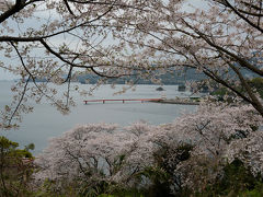 九州サクラ紀行ドライブ・その２（湯の児チェリーライン＆中尾山公園）