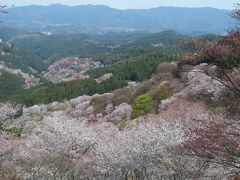 吉野山の桜　あっぱれ～