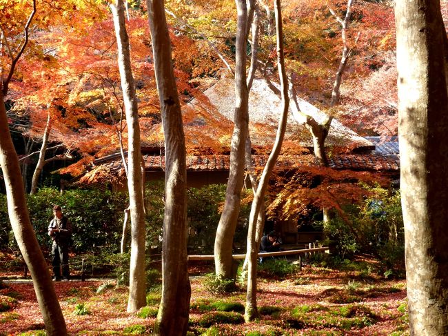 奥の細道を訪ねて；付録２・芭蕉最期の行程を辿る旅 ２．芭蕉が最期の大阪への旅直前にも訪れた去来の庵・落柿舎がある京都嵯峨野 2-4嵯峨野の紅葉その2祇王寺