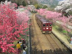 ’１４　花桃＆桜のわたらせ渓谷鉄道４　花桃＆桜満開の神戸駅と列車レストラン清流