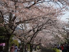 春爛漫の京都で桜三昧♪二日目