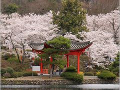 Solitary Journey ［1364］ ＜桜の名所、庄原上野公園の桜まつり＞広島県庄原市＆＜かたくり自生地のかたくり祭り＞広島県安芸高田市