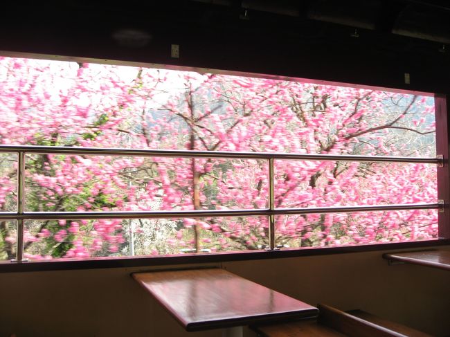 わたらせ渓谷鉄道の花桃と桜が見頃になったようなので乗りに行きました。2014年4月12日・13日は神戸駅花桃まつりも開催していて普段は有料のトロッコ列車も乗車券のみで乗れました。神戸駅や沿線では桜や花桃が満開でした。行く途中に関東の駅百選である足利駅と西桐生駅もよってきました。<br />旅行記の３は通洞駅から花桃号トロッコ列車乗車（神戸方面）までです。<br /><br />★散歩ルート<br />東京→足利市駅→足利駅（関東の駅百選）→桐生駅→西桐生駅（関東の駅百選）→桐生駅からわたらせ渓谷鉄道乗車→上神梅駅（木造駅舎で国の登録有形文化財・桜）→神戸駅（花桃まつり会場・花桃＆桜）→花桃号トロッコ列車乗車（足尾方面）→通洞駅→足尾銅山観光→通洞駅まで戻り足尾駅まで徒歩で移動→足尾駅→花桃号トロッコ列車乗車（神戸方面）→神戸駅（花桃＆桜）→列車レストラン清流→水沼駅（関東の駅百選・上りホーム併設の水沼駅温泉センター）→桐生駅→足利駅→足利市駅→東京