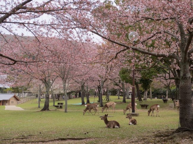 名古屋から近くて遠い存在だった吉野山に桜を見に行こうと計画したら、<br />宿泊場所が周辺はすべて満室！！<br />あと桜効果でしょうか？お宿の質と料金の折り合いが、自分達の中で合いません。<br />そこでホテルを料金のお値打ちな、奈良駅周辺にしてみました！<br />吉野からだと移動がしんどかったですが、奈良公園の鹿さんに再び会えて癒されました〜♪